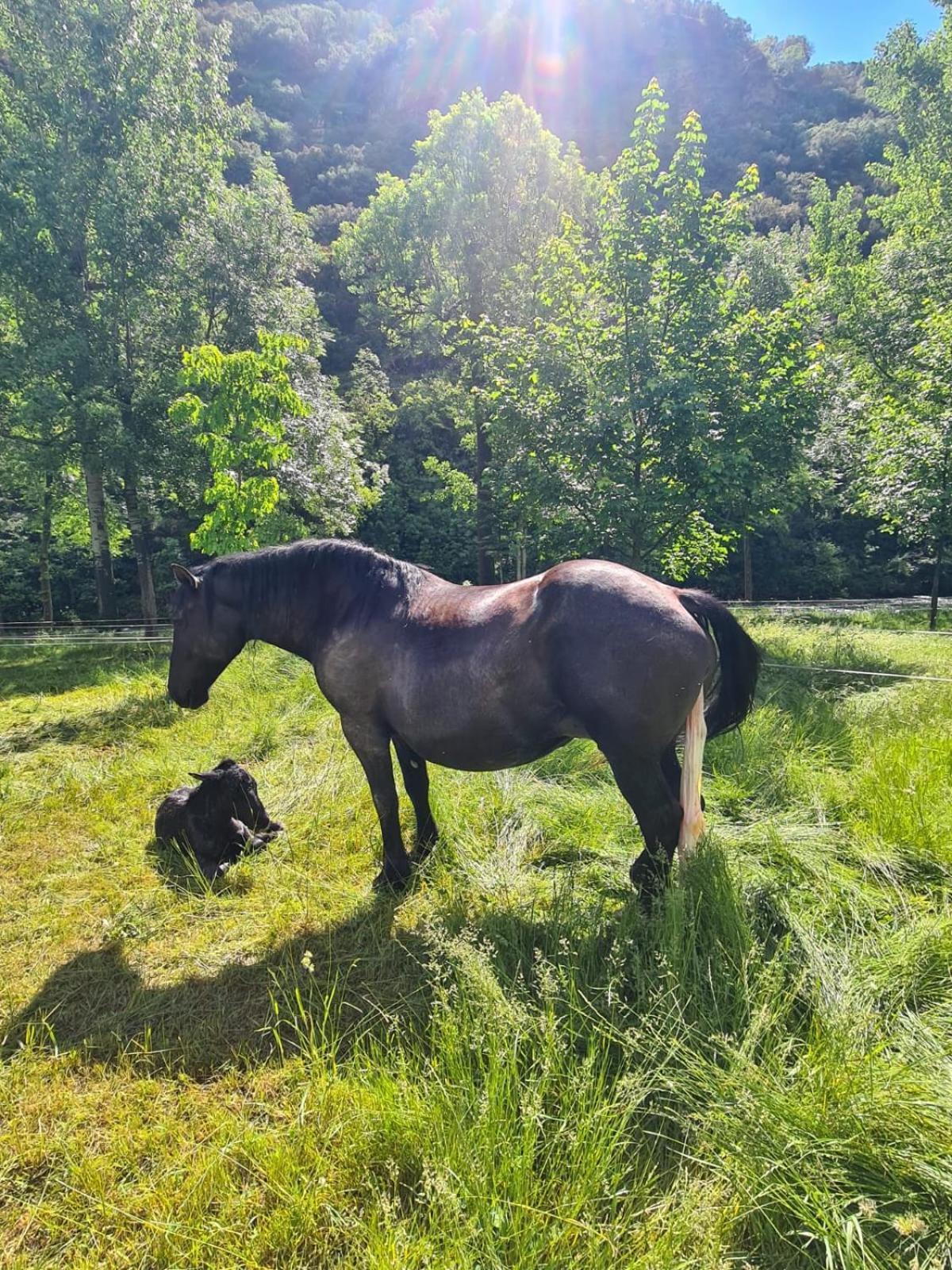 Apartaments Sort Pirineus Dış mekan fotoğraf